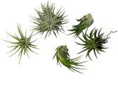 Tillandsia Ionantha mix 5 stuks M (5-8cm) (Airplants by UniqueTropique)