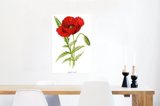 Illustration Vintage d'une affiche fleur rouge papier 40x60 cm - Tirage photo sur Poster (décoration murale salon / chambre) / Poster Fleurs