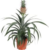 Plant in a Box - Ananasplant Mi Amigo- kamerplant - Pot ⌀12cm - Hoogte ↕ 35-45cm