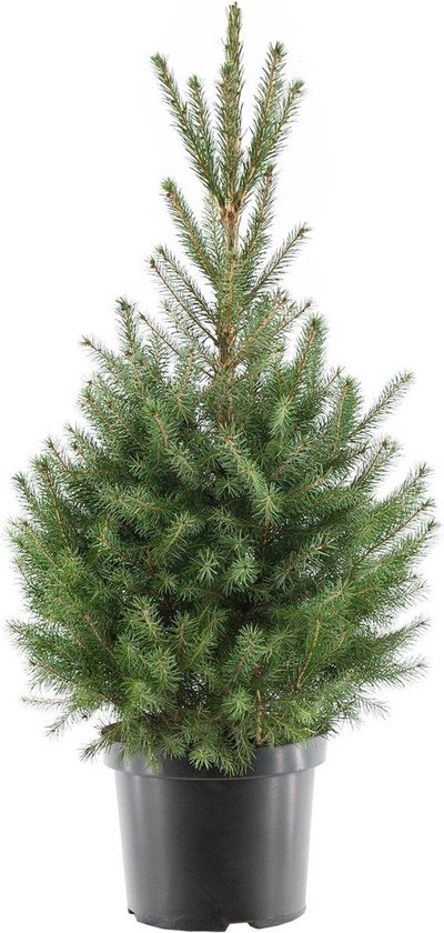 PLANT IN A BOX - Picea Omorika - Servische Spar - pot ⌀21 cm - Hoogte ↕ 70-80cm