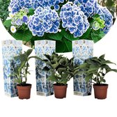Plant in a Box - Hydrangea bicolor 'Bavaria' - Set van 3 - 2-kleurige Hortensia's - Pot ⌀9cm - Hoogte  20-30cm