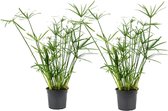 Plant in a Box - Cyperus alternifolius - Set van 2 - Perfect als decoratie in huis - Pot 14cm - Hoogte 40-50cm