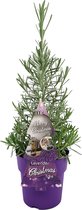 Lavendel | Lavendel 'Christmas Tree' - Buitenplant in een kweekpot ⌀17 - ↕30-40 cm