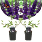 Plant in a Box - Buddleja davidii 'Black Knight' - Set van 2 - pot 17cm - Hoogte 30-40cm - zomerlila - vlinderstruik