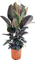 Plant in a Box - Ficus Elastica Abidjan - 'Rubberboom' - Luchtzuiverende kamerplant - Pot 24cm - Hoogte 75-100cm