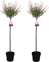 Plant in a Box - Set van 2 Salix Flamingo - Pot ⌀ 21 cm - Hoogte  100-120cm – Bonte Wilg - Tuinplant - Winterhard