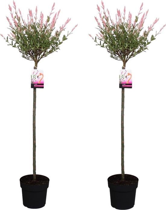kathedraal vrouwelijk verwerken Plant in a Box - Set van 2 Salix Flamingo - Pot ⌀ 21 cm - Hoogte 100-120cm  – Bonte... | bol.com