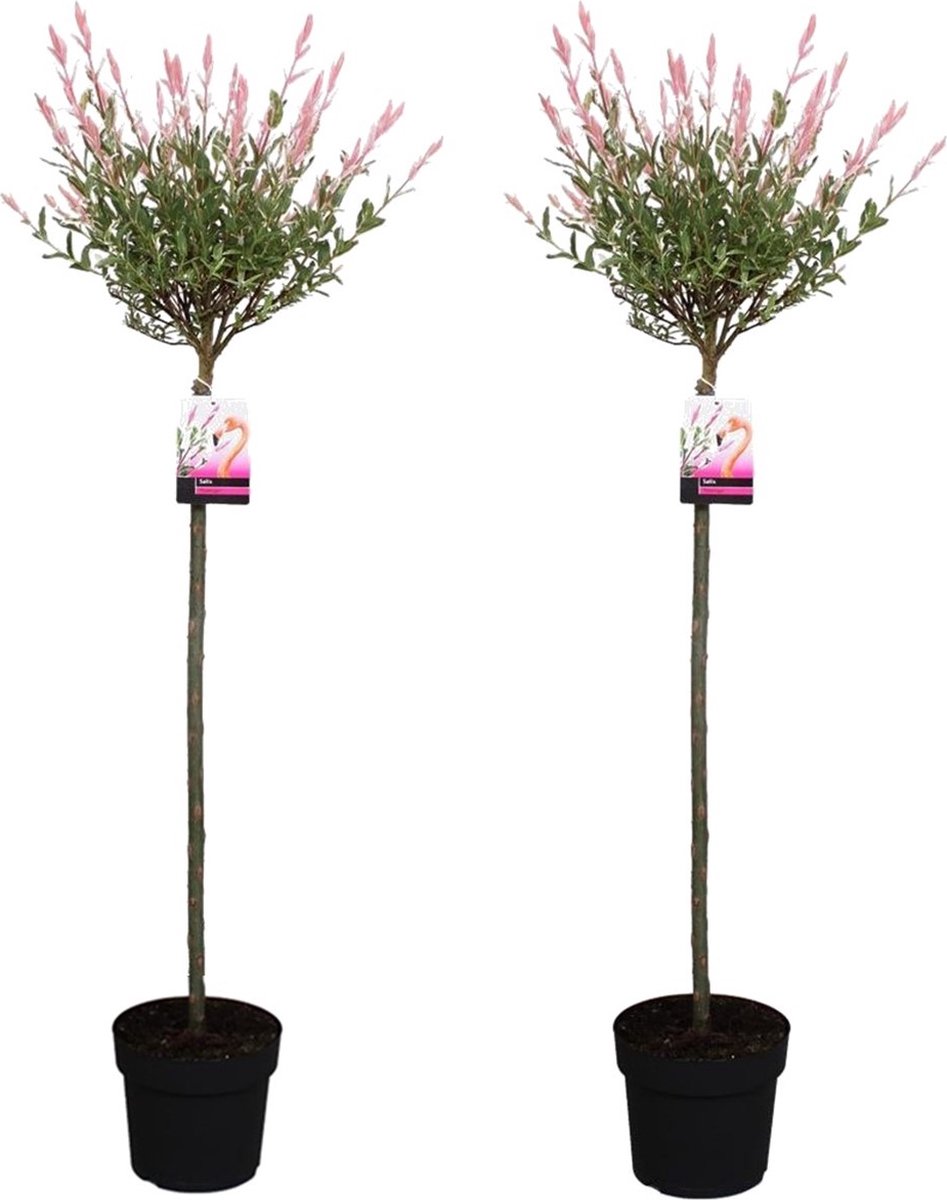 Plant in a Box - Set van 2 Salix Flamingo - Pot ⌀ 21 cm - Hoogte 100-120cm  – Bonte... | bol.com