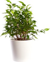 Plant in hydrocultuur systeem van Botanicly: Treurvijg met weinig onderhoud – in wit kleurig hydrocultuur sierpot – Hoogte: 35 cm – Ficus benjamina Natascha