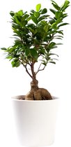 Plant in hydrocultuur systeem van Botanicly: Chinese Vijg met weinig onderhoud – in wit kleurig hydrocultuur sierpot – Hoogte: 35 cm – Ficus microcarpa Gin Seng