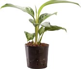 Plant in hydrocultuur systeem van Botanicly: Aglaonema met weinig onderhoud – Hoogte: 35 cm – Aglaonema commutatum Silver Bay