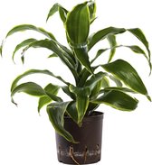 Plant in hydrocultuur systeem van Botanicly: Drakenboom met weinig onderhoud – Hoogte: 25 cm – Dracaena derem. Dorado