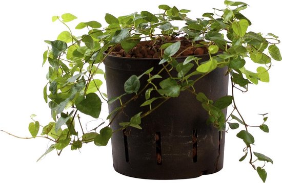 Plant in hydrocultuur systeem van Botanicly: Klimvijg met weinig onderhoud – Hoogte: 5 cm – Ficus pumila