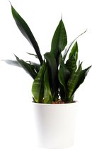 Plant in hydrocultuur systeem van Botanicly: Vrouwentongen met weinig onderhoud – in wit kleurig hydrocultuur sierpot – Hoogte: 35 cm – Sansevieria trif. Black robusta