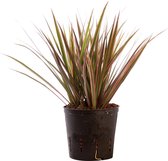 Plant in hydrocultuur systeem van Botanicly: Drakenboom met weinig onderhoud – Hoogte: 25 cm – Dracaena Marginata Bicolor