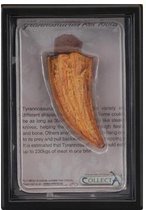 prehistorie: tand van T-Rex 11,5 cm oranje