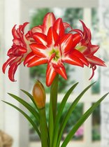 10x Hippeastrum 'Splash'  bloembollen met bloeigarantie