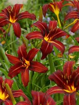 15x Daglelies 'Hemerocallis autumn red'  bloembollen met bloeigarantie