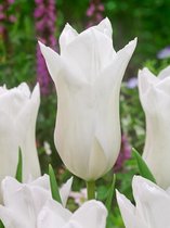 200x Tulpen 'White triumphator'  bloembollen met bloeigarantie