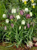 100x Fritillaria 'Fritillaria meleagris gemengd'  bloembollen met bloeigarantie