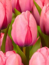 250x Tulpen 'Pink impression'  bloembollen met bloeigarantie