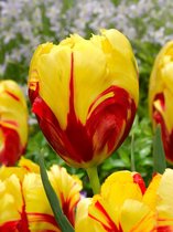 60x Tulpen 'Texas flame'  bloembollen met bloeigarantie