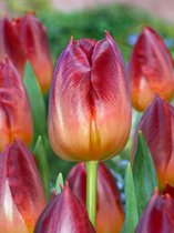 60x Tulpen 'Amberglow'  - BULBi® bloembollen en planten met bloeigarantie