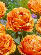 60x Tulpen 'Sensual touch'  bloembollen met bloeigarantie