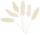 Hazenstaart gras, L: 3-7 cm, 6 stuks