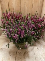 calluna vulgaris heideplanten rood/paars 8 stuks - 10.5cm pot planten buitenplanten tuinplanten potplanten winterheide winterhard