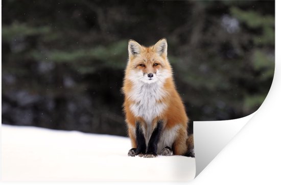 Stickers muraux - Renard - Neige - Rouge - 60x40 cm - Feuille adhésive