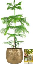 Pokon Powerplanten Kerstboom 100 cm ↕ - Kamerplant in Pot (Mica Clemente, Goud) - Araucaria | Kamerden - met Plantenvoeding | Vochtmeter | LED Verlichting