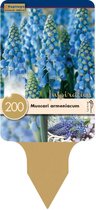 Zakje blauwe druif bollen - Muscari armeniacum -  blauw druifje / druifhyacint - 200 bollen
