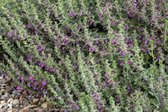6x Teucrium lucidrys Lev. P9 - Gamander