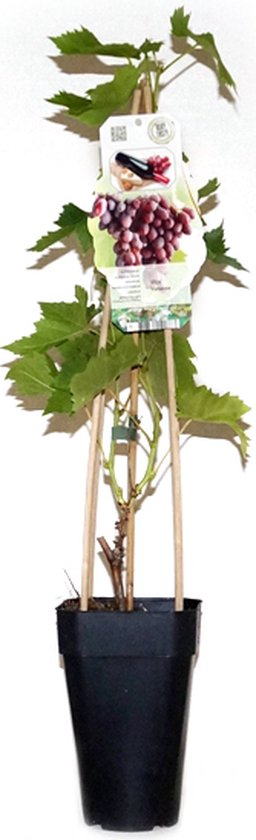 Druivenplant - druivenstruik - rode druif - Vitis 'Vanessa'