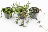 ikhebeencactus hangplanten mini mix deal 3 stuks hangplant in 5,5cm pot