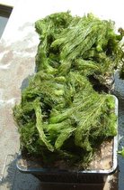 Aarvederkruid (Myriophyllum) -Zuurstofplant - Vijverplant - Per 2 manden - Vijverplanten Webshop