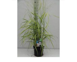 4 x Panicum virgatum Shenandoah XL - Vingergras in C1,5 liter pot