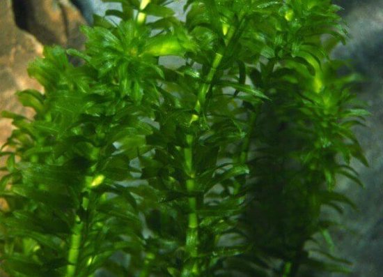 Waterpest (Elodea Densa) - Zuurstofplant - Vijverplant - Per 2 manden - Vijverplanten Webshop