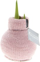 Wax Amaryllis Fashionz Cozy Fluffy Roze | 1 stuk | Rood | Kamerplant