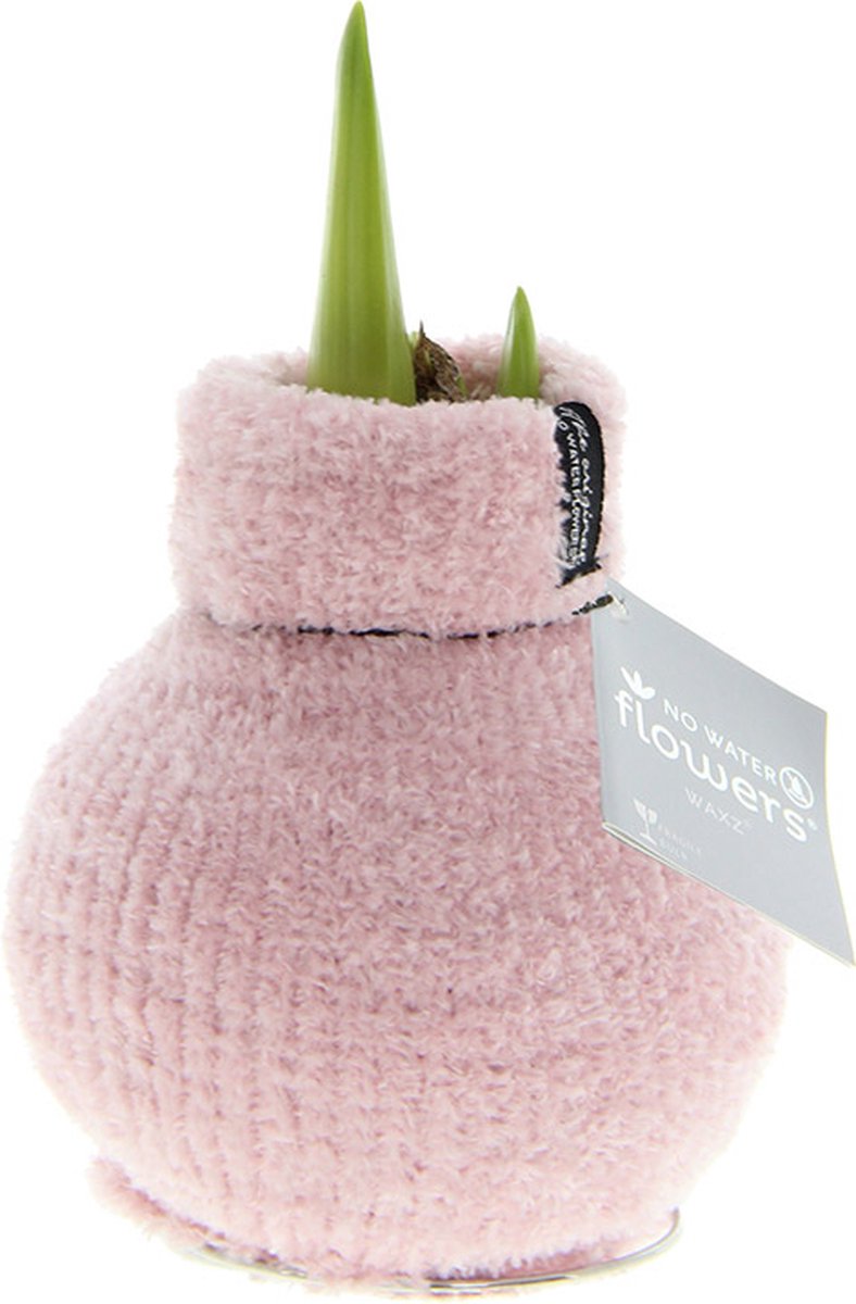 Wax Amaryllis Fashionz Cozy Fluffy Roze | Prachtige Wax Amaryllis voor in huis |