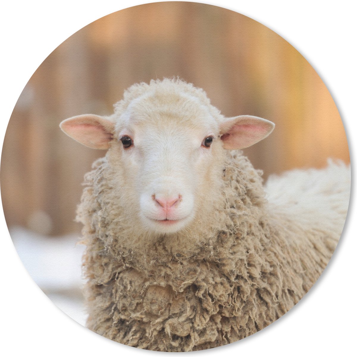 Muismat rond 50x50 cm - Mousepad Schaap - Sneeuw - Wol - Ronde muismatten
