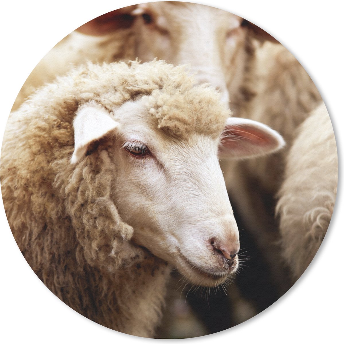 Muismat rond 20x20 cm - Mousepad Schaap - Wol - Wit - Ronde muismatten