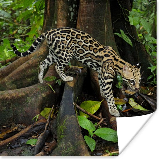 Ocelot in de jungle van Costa Rica poster papier 100x100 cm - Foto print op Poster (wanddecoratie woonkamer / slaapkamer) / Wilde dieren Poster