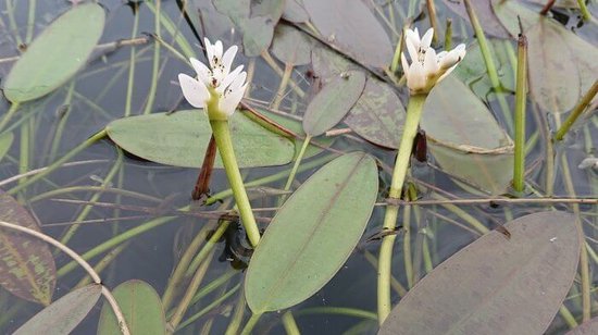 Kaapse waterlelie (Aponogeton distachyos) - Vijverplant - per 2 losse knollen - Vijverplanten Webshop