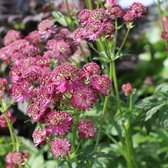 Astrantia major 'Star of Beauty' - Zeeuws knoopje - Pot Ø 15 cm (1,5 liter)