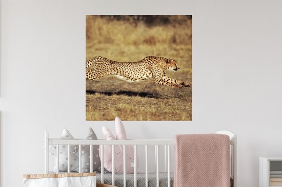 Stickers Stickers muraux - Vue de face femelle guépard - 80x80 cm - Film adhésif