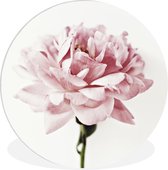 Wall Circle - Wall Circle Indoor - Close-up Rose Pivoine - ⌀ 30 cm - Décoration murale - Peintures Ronds