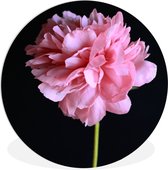 WallCircle - Wall Circle - Wall Circle Indoor - Pivoine Rose en Fleur - 30x30 cm - Décoration murale - Peintures Ronds