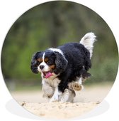 WallCircle - Wandcirkel ⌀ 60 - Een Cavalier King Charles-spaniël speelt met een tennisbal - Ronde schilderijen woonkamer - Wandbord rond - Muurdecoratie cirkel - Kamer decoratie binnen - Wanddecoratie muurcirkel - Woonaccessoires